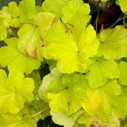 Heuchera Citronnelle